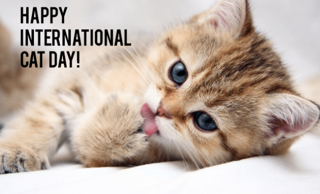 Internatinal-Cat-Day