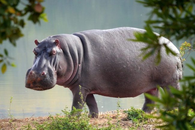 Funny-and-Cute-Hippo-Names-1024×682