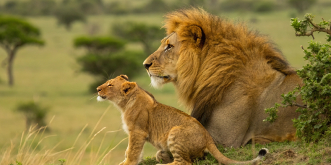 lavovi biodiverzitet